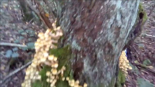 VID 20170910 170625 R смотреть онлайн