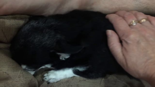 Собака разговаривает! Гулять - Нельзяяяя) смотреть онлайн