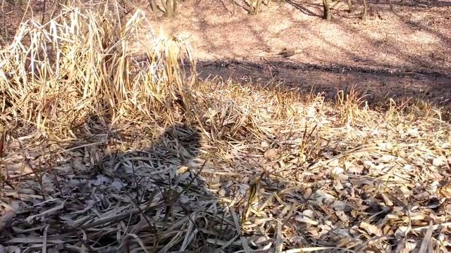 Коп на старом озере Whites Spectra V3i Metal detecting on old lake смотреть онлайн