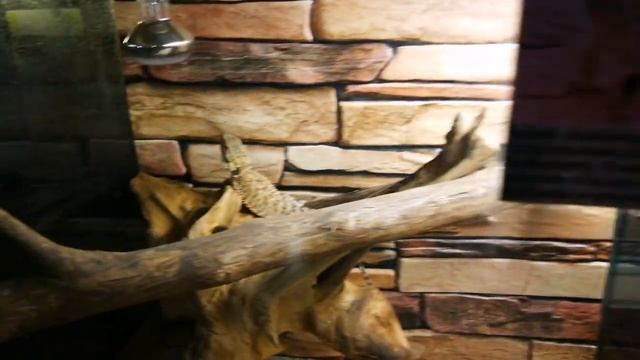 Экзотические животные. Домашние питомцы смотреть онлайн