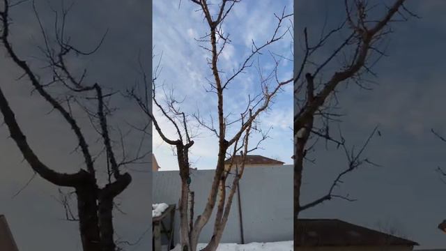 Весенняя обрезка плодовых деревьев смотреть онлайн