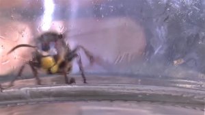 Как поймать ШЕРШНЯ. ШЕРШЕНЬ и оса.