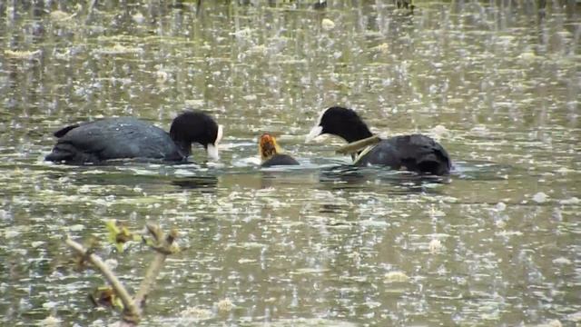 Coot Family Feeding Cute Offspring. FUJI FINEPIX S8400W