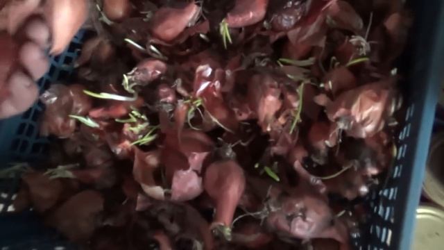 НАЧАЛИ САЖАТЬ / КТО ПЕРВЫЙ / ОГОРОДНИЦЫ / УВИЖУ ОШИБКИ