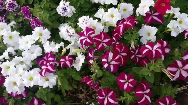 Петуния млечный путь смотреть онлайн