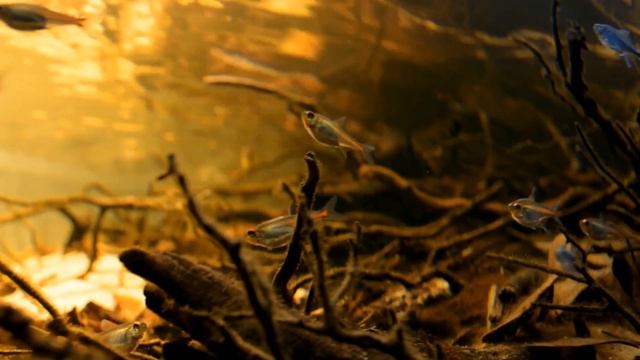 Ещё одна неприхотливая аквариумная рыбка - Тетра Светлячок - Эритрозонус смотреть онлайн