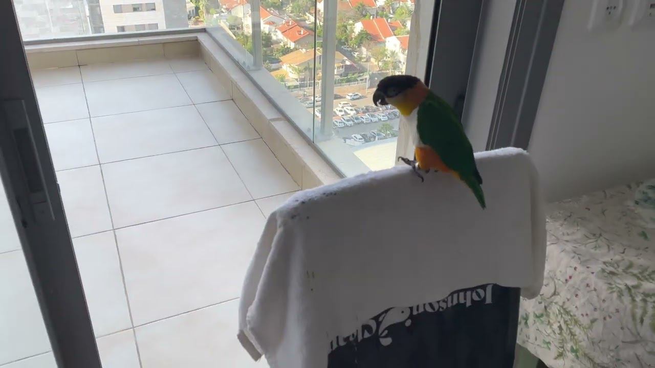 Лети, лети лепесток, через запад на восток смотреть онлайн