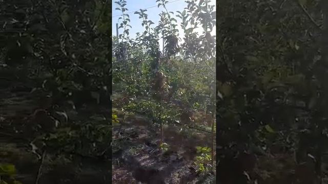 сад яблони на подвое м9 #сорт моди смотреть онлайн