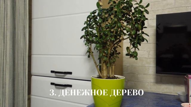 мои растения 🌱 смотреть онлайн