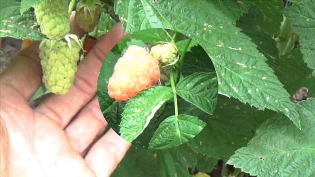 Малина,самая лучшая.Сорта малины смотреть онлайн