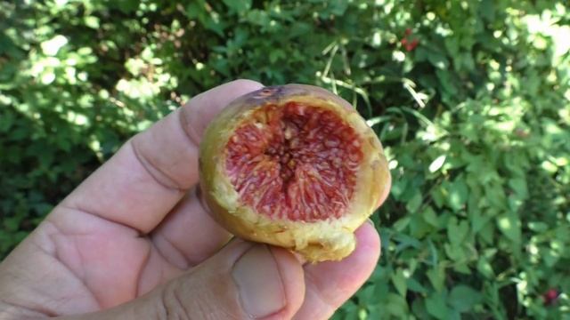 Инжир. Фретский( Гизель ).22 смотреть онлайн