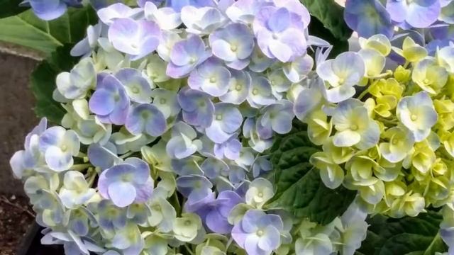Очаровательная гортензия. Charmante Hortensie. Charming hydrangea. смотреть онлайн