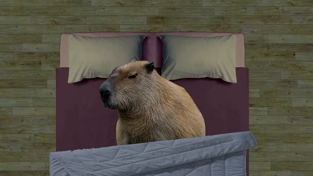 Happy Happy Happy Cat Visiting Сapybara