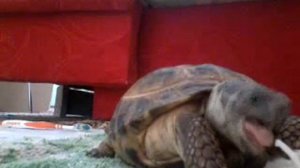 Как ухаживать за сухопутной черепахой 2 часть