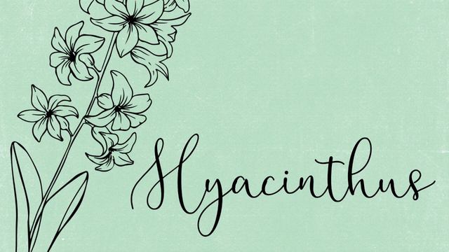 Hyacinthus смотреть онлайн