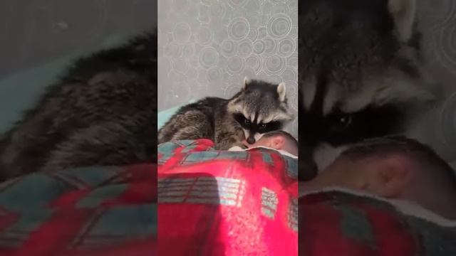 енот кусает хозяена смотреть онлайн