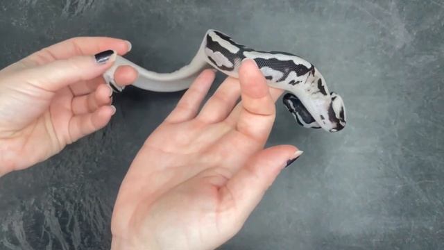 VPI Axanthic Piebald Ball Python - 2023.12-1 смотреть онлайн
