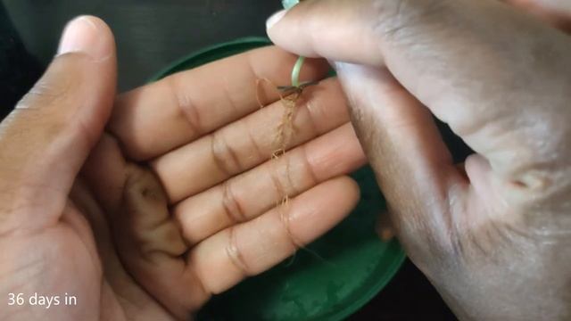 Plant of Life Propagation | bryophyllum pinnatum / kalanchoe pinnata | soil vs LECA смотреть онлайн