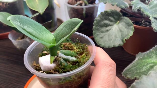 Как реанимировать орхидею !!часть 3 НЕ ФИАЛКА А ОРХИДЕЯ )))) смотреть онлайн