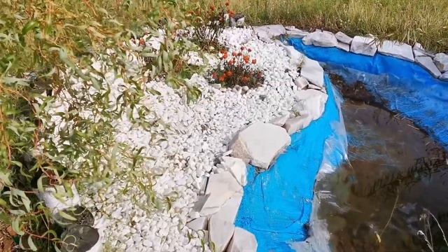 Мульчирование РОЗ корой Подготовка к зиме Розы в САДУ в Сибири в конце Сентября смотреть онлайн