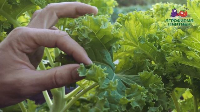 ОБЗОР КАПУСТЫ ЛИСТОВОЙ КУДРЯВОЙ ТИНТОРЕТО смотреть онлайн