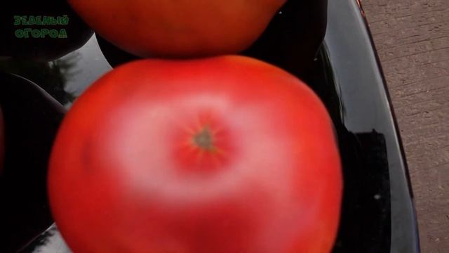 Томат ДИКИЙ ФРЕД. Обзор сортов ТОМАТОВ! смотреть онлайн