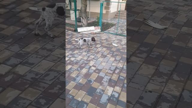 Щенки дратхаара смотреть онлайн