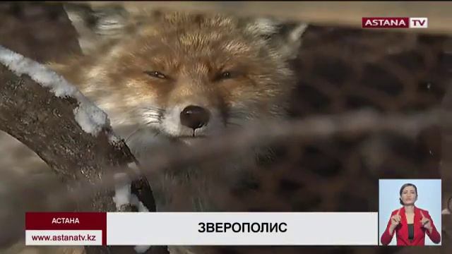 Черного лиса, разгуливавшего по Астане, вернули в приют смотреть онлайн