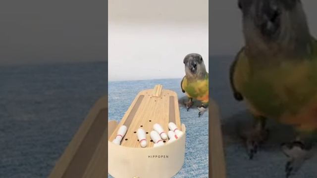 Умный попугай смотреть онлайн