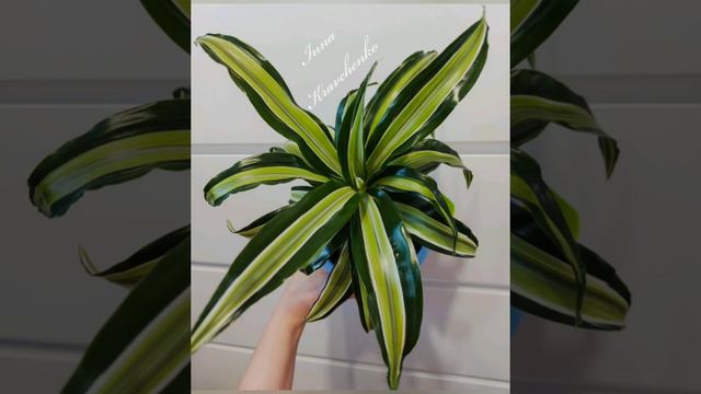 Цветочный тест "Симптомы, что вам пора купить новое растение" смотреть онлайн