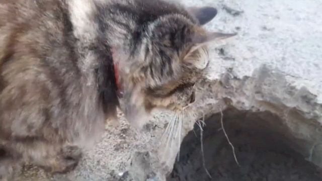 ?Школа Жизни ( Песок) Весёлое задание, накопать норку. смотреть онлайн