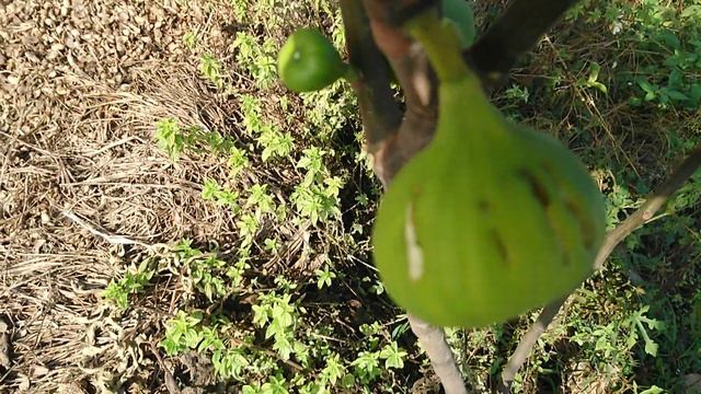 無花果 Princesa fig 公主 смотреть онлайн