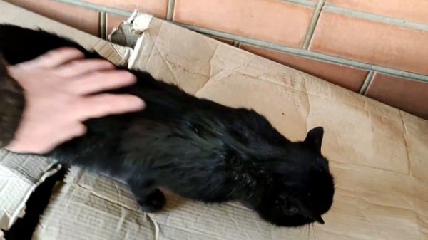 Черный кот сидит, глажу черного кота. A black cat is sitting, stroking a black cat.