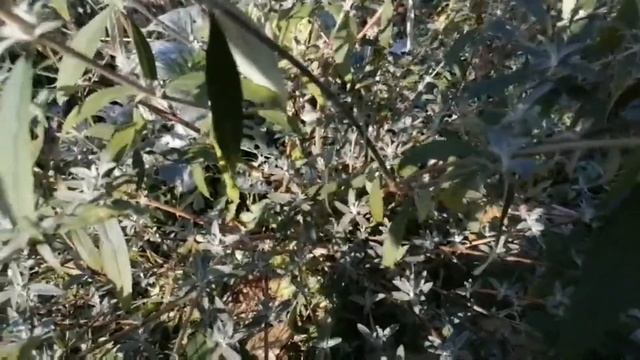 Выпуск № 3 : испытание морозостойкости. (Каллистемон, будлея, глициния, скумпия, императа и т.д.). смотреть онлайн