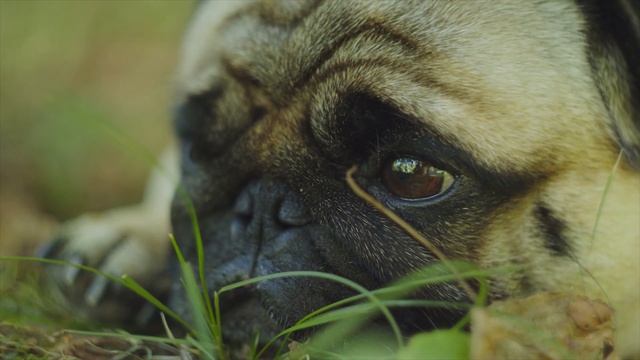 Культовая внешность: Мопсы, что нужно знать о породе? смотреть онлайн