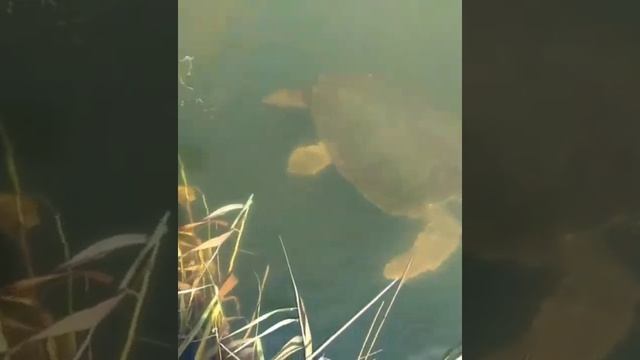 Turkey Dalyan Iztuzu Turtles Beach #Shorts When To Go Better? смотреть онлайн