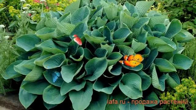Хоста зибольда Элеганс (hosta sieboldiana elegans) ? обзор: как сажать, рассада хосты Элеганс смотреть онлайн
