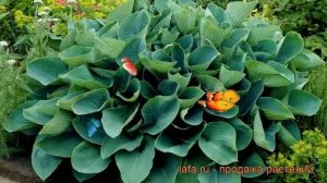 Хоста зибольда Элеганс (hosta sieboldiana elegans) ? обзор: как сажать, рассада хосты Элеганс