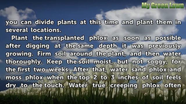 When to Transplant Creeping Phlox смотреть онлайн