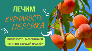 КАК ЛЕЧИТЬ КУРЧАВОСТЬ ПЕРСИКА?
Какие препараты работают_ Наш опыт!