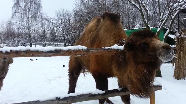 Bactrian camels, двугорбые верблюды - checking samsung galaxy s 3 video recording смотреть онлайн