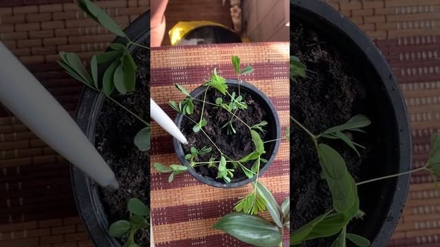 Мимоза Недотрога смотреть онлайн