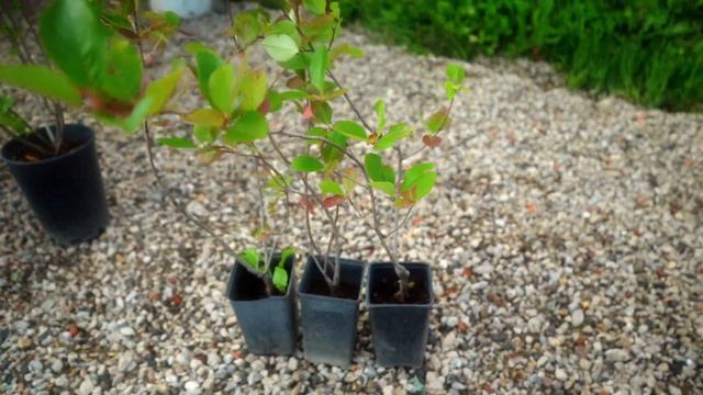 Арония 2 года (саженцы) — Tree Сада смотреть онлайн
