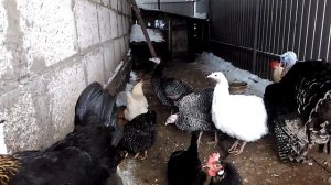 Курятник из блоков на 50 курей.