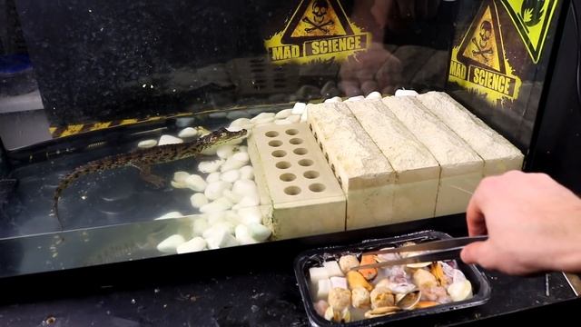 ЧТО ЕСЛИ КРОКОДИЛУ ДАТЬ БОЛЬШОГО КАЛЬМАРА - РЕАКЦИЯ НА РАЗНЫЕ МОРЕПРОДУКТЫ Выпуск #13 смотреть онлайн