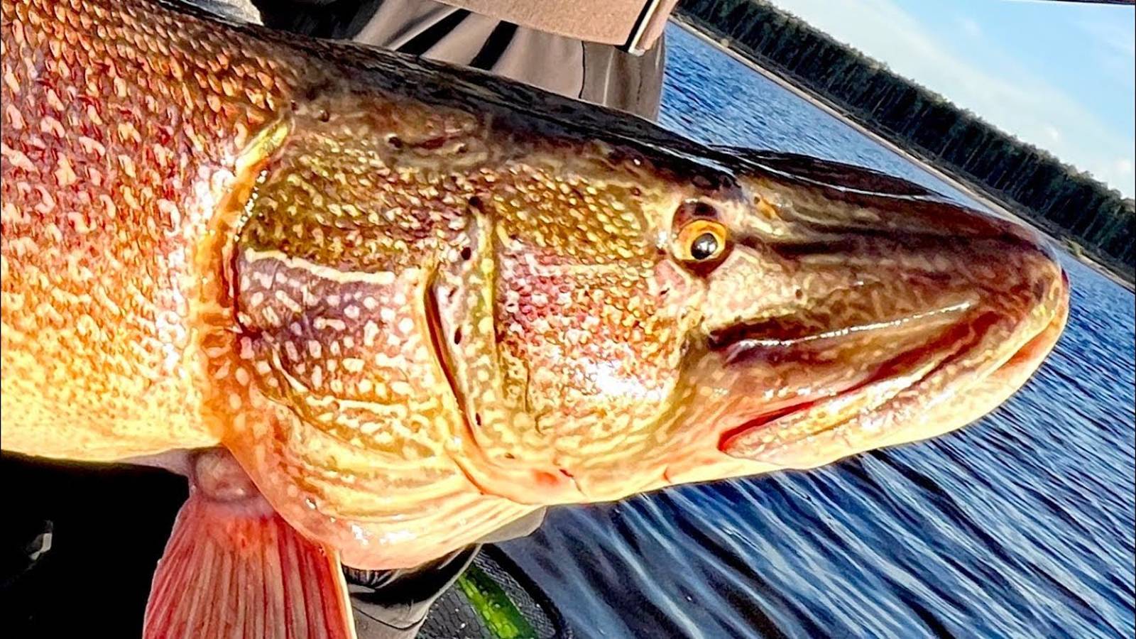 Поймали МОНСТРА на спиннинг! ЭТОЙ рыбе ДЕСЯТКИ лет !? ТРОФЕИ Оби, Часть 2 смотреть онлайн