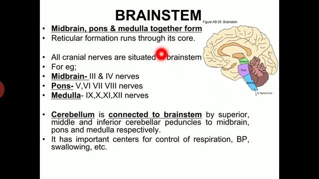 CNS LECTURE INTRODUCTION смотреть онлайн