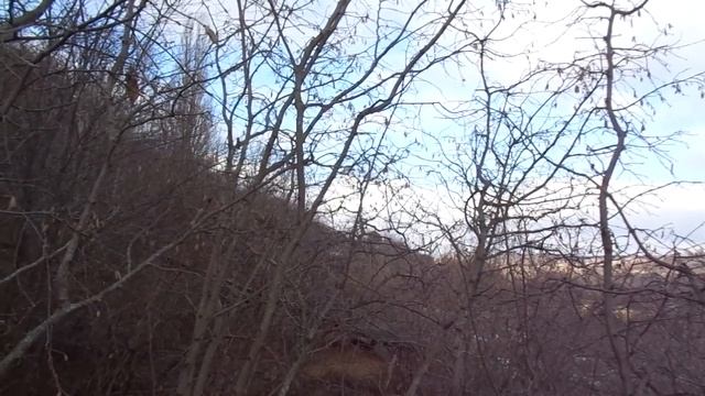 Фундук - неубиваемое растение.