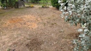 ЛОХ СЕРЕБРИСТЫЙ декоративный куст для любого сада