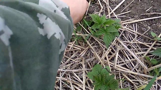 Самый простой способ размножения малины. смотреть онлайн